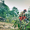 Бензопила Husqvarna 61